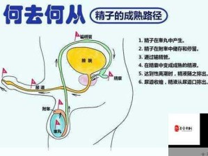 男性生殖器官健康参考图：睾丸正常状态展示