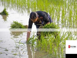 水稻插秧操作指南：种植流程详解